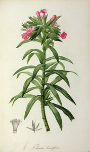 Echium Grandiflorum, z 